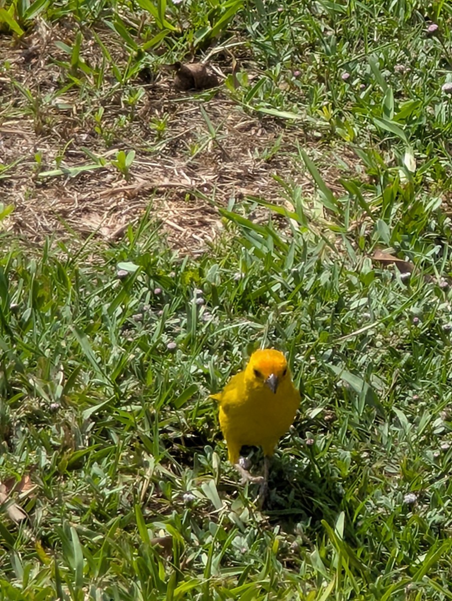 Saffron Finch - ML649069296