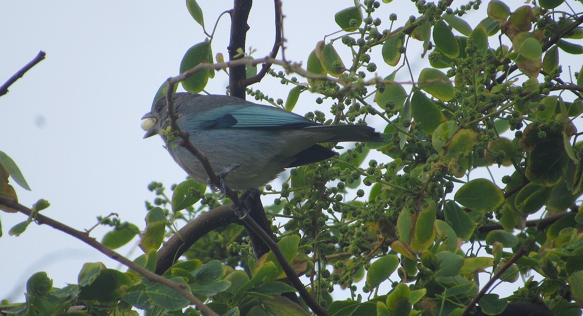 Glaucous Tanager - ML649069388