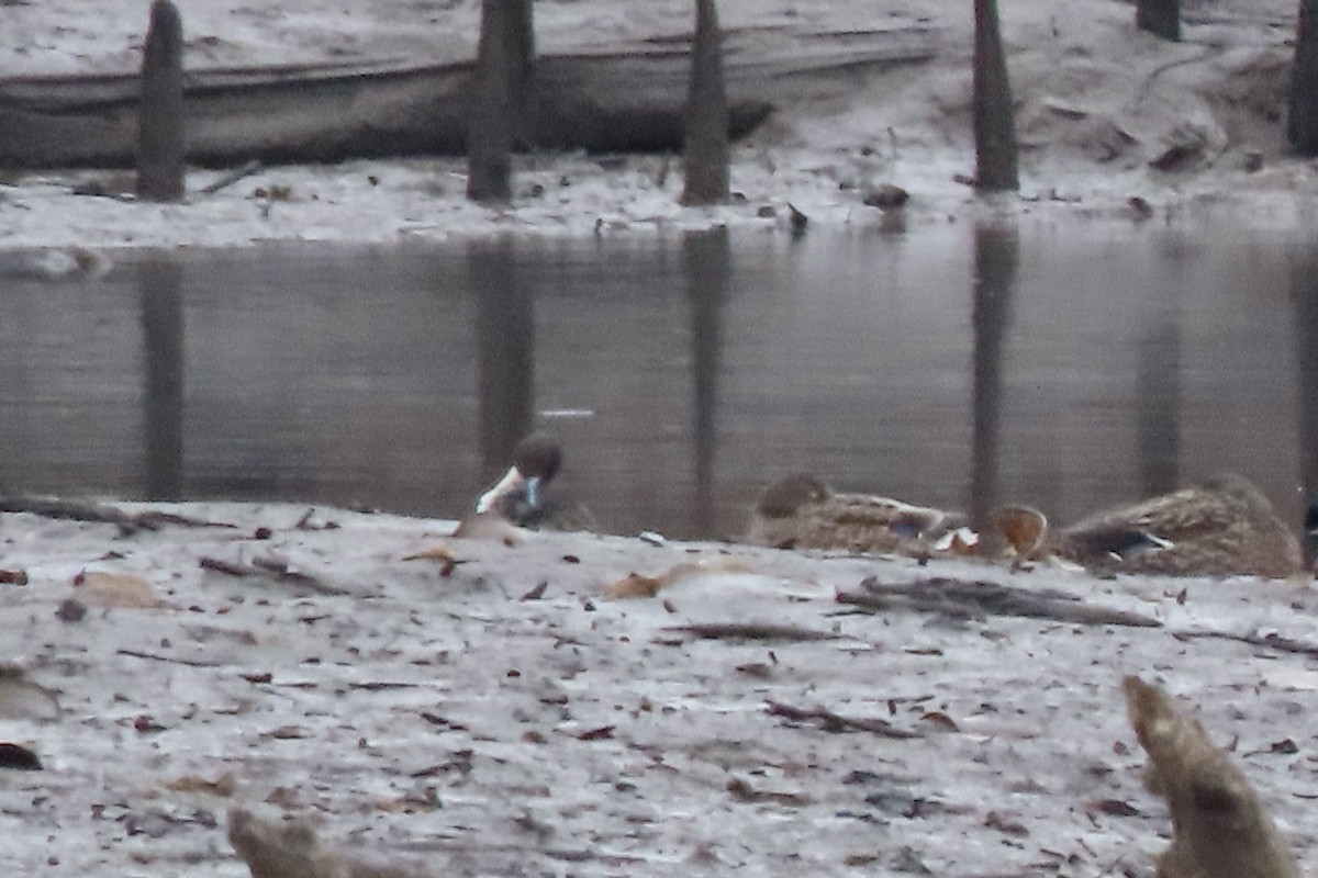 stjertand - ML649069605