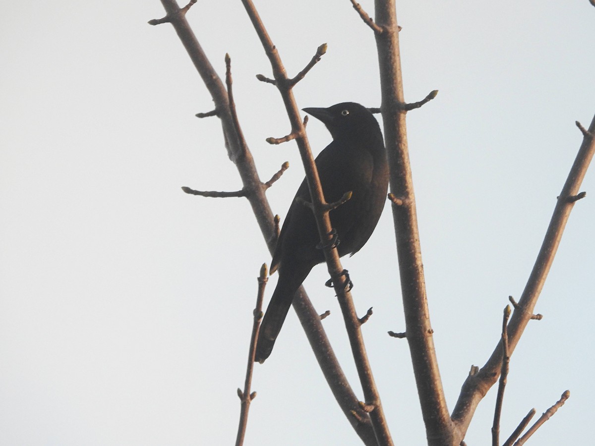 Common Grackle - ML649069640