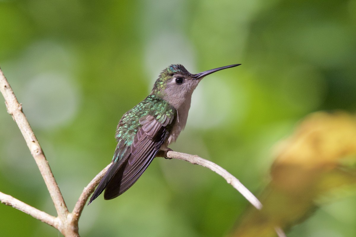 Wedge-tailed Sabrewing - ML649069742