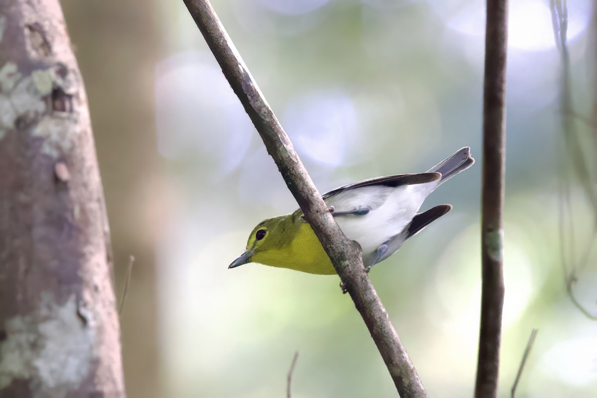 ויראו צהוב-גרון - ML649069801