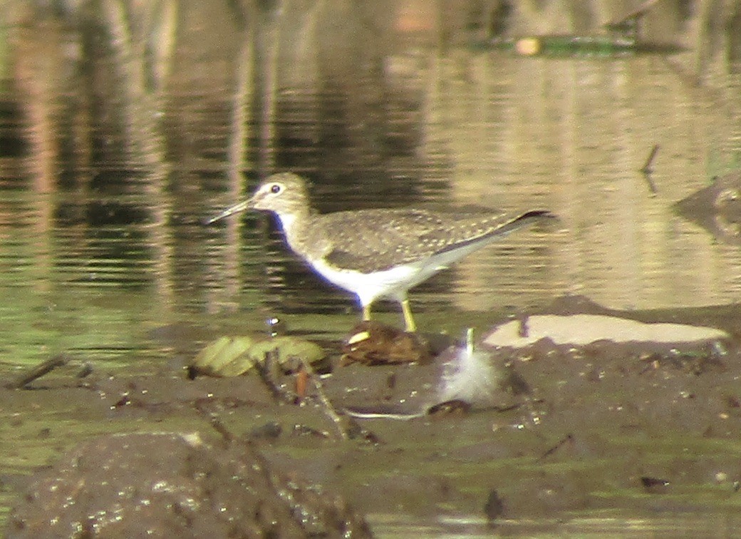 Solitary Sandpiper - ML649070006