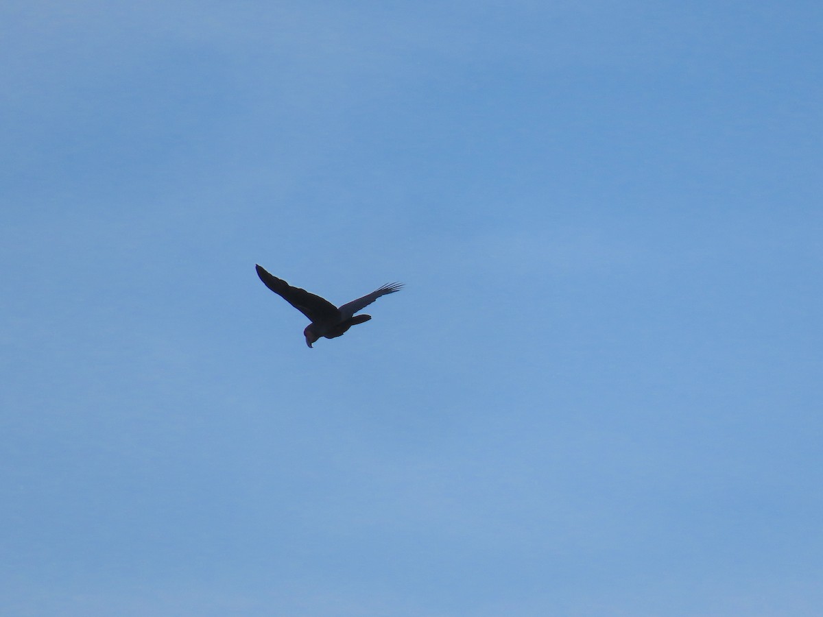 Palmiye Kakadusu - ML649070076