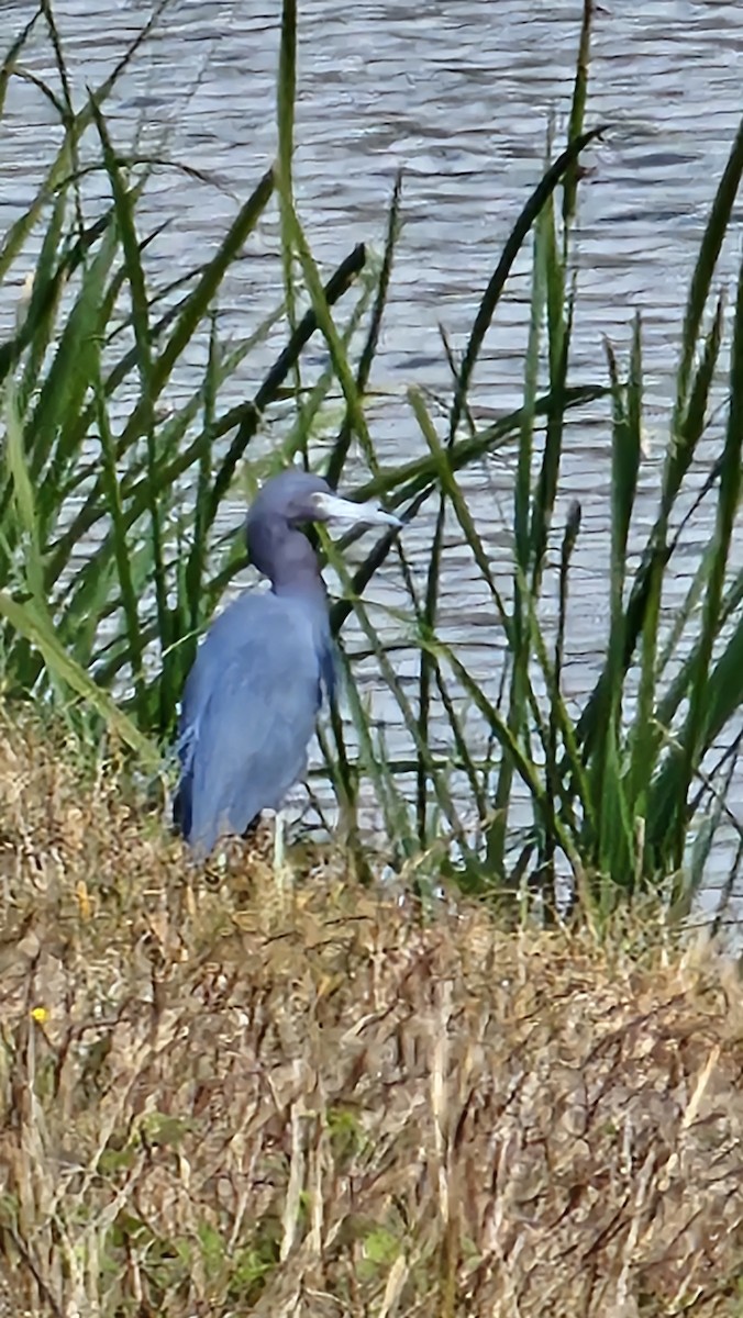 Mavi Balıkçıl - ML649070079