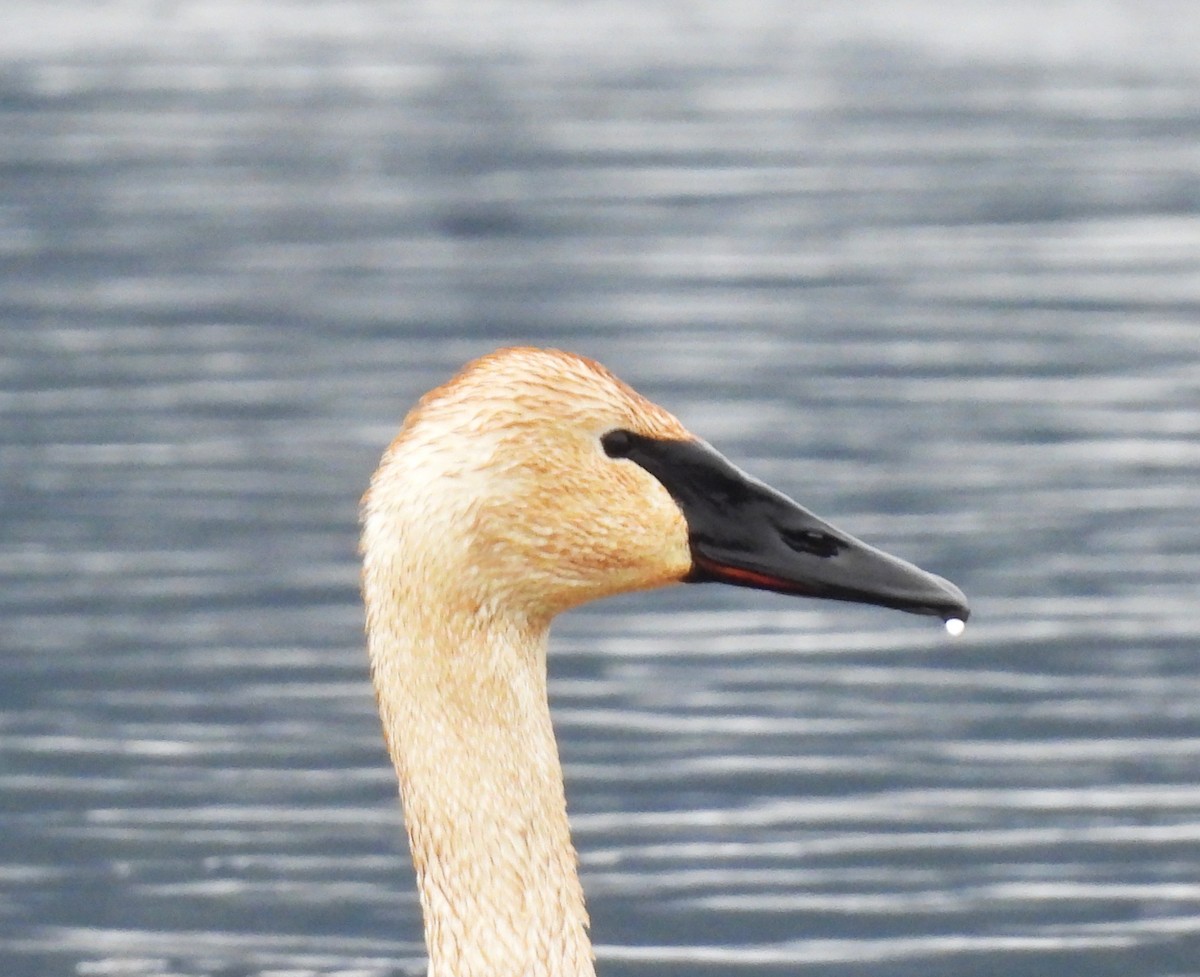 Borazancı Kuğu - ML649070081