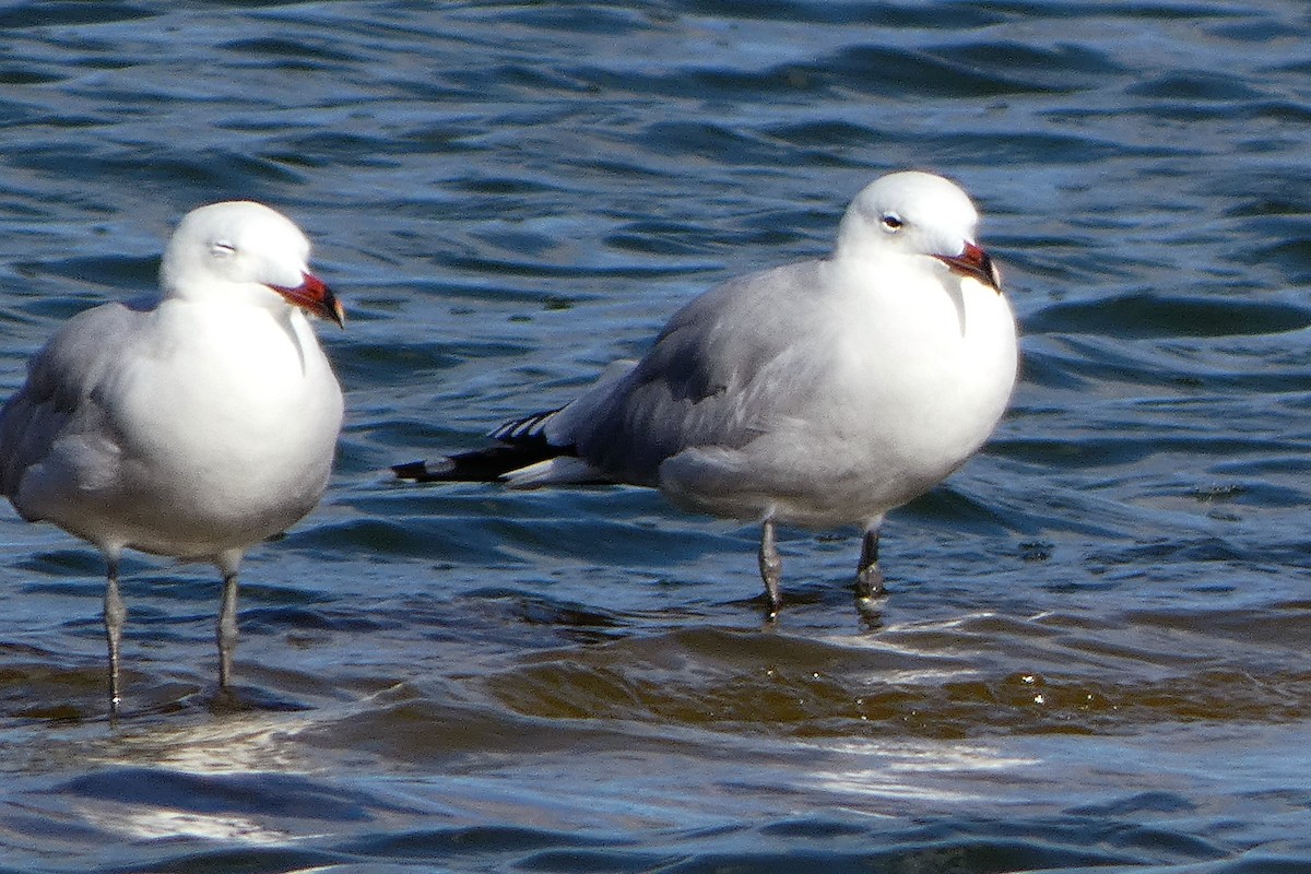 Ada Martısı - ML649070083