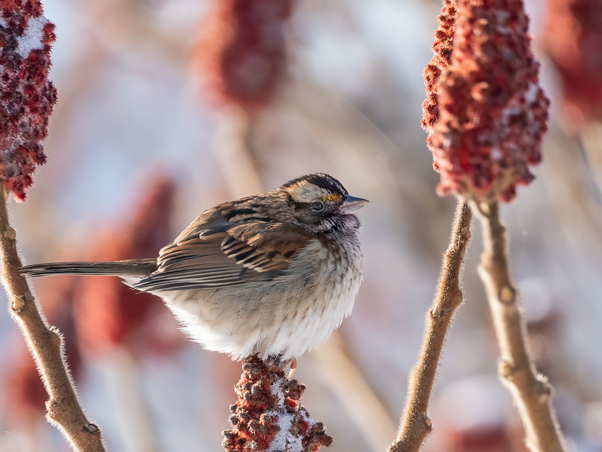 Ak Boğazlı Serçe - ML649070084