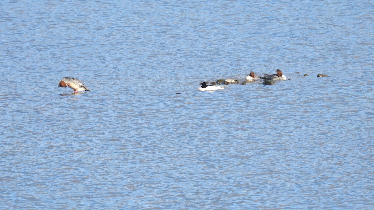 Büyük Tarakdiş - ML649070085