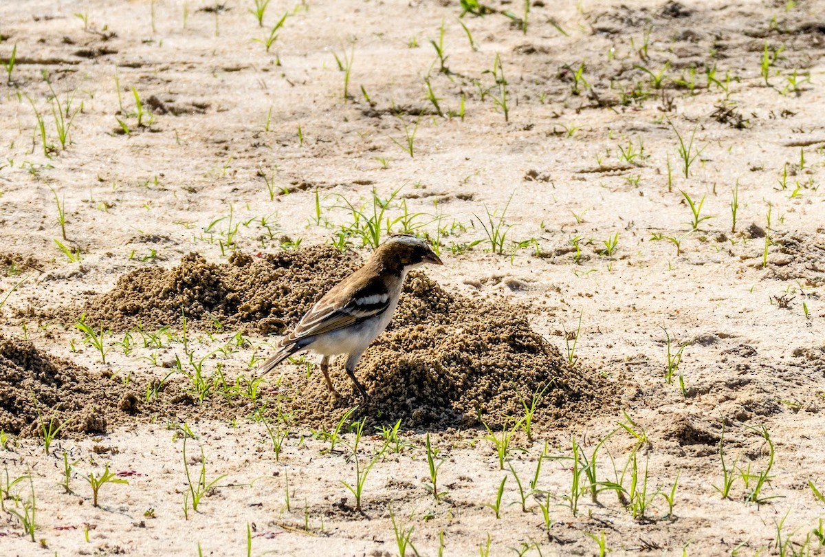 Ak Kaşlı Dokumacı - ML649070086