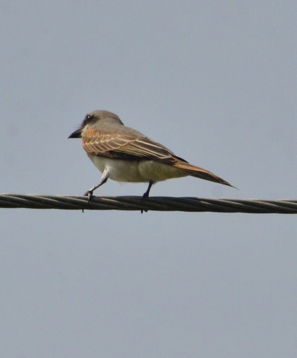 Karayip Tiranı - ML649070087