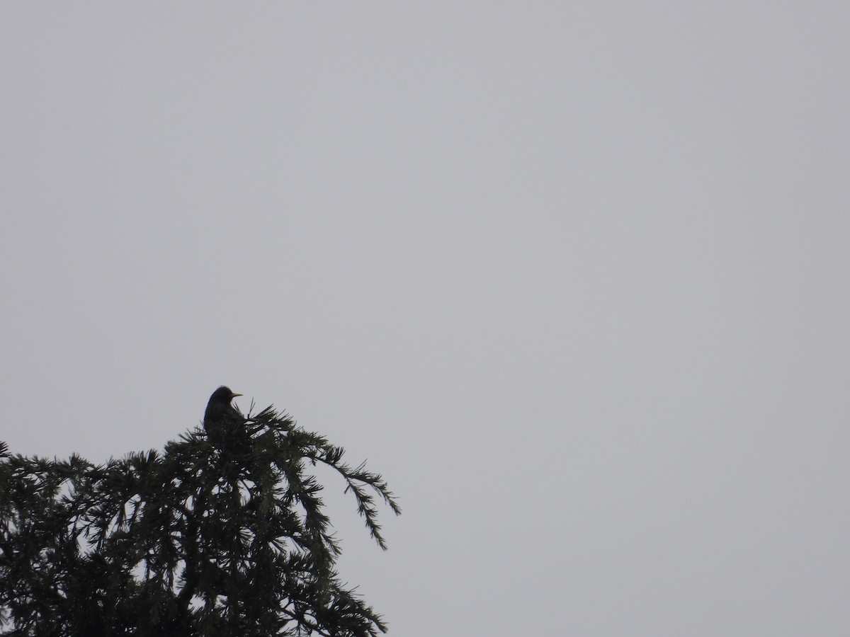 Kara Sığırcık - ML649070088