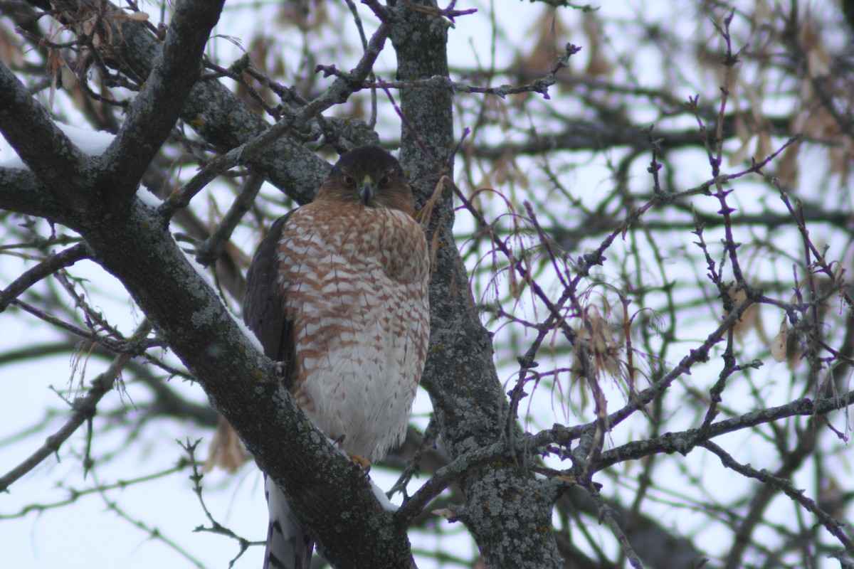 Cooper Atmacası - ML649070090