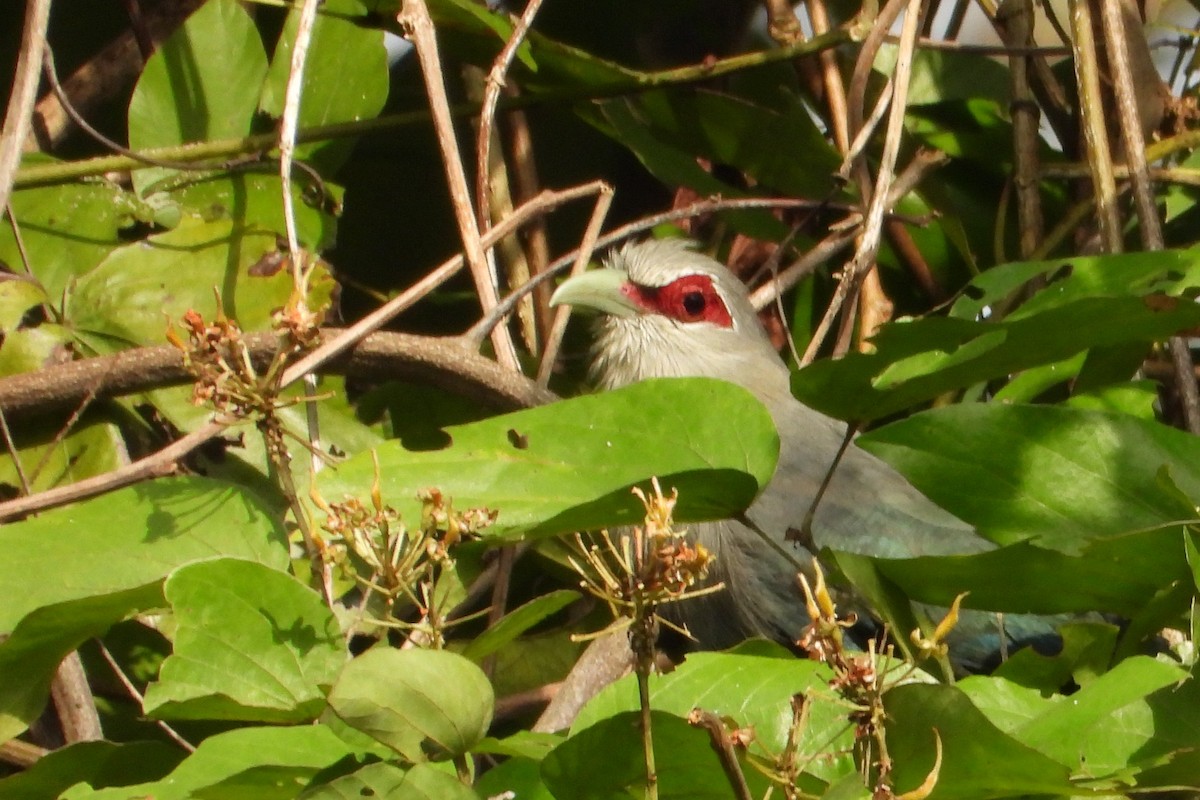 Büyük Gri Malkoha - ML649070092