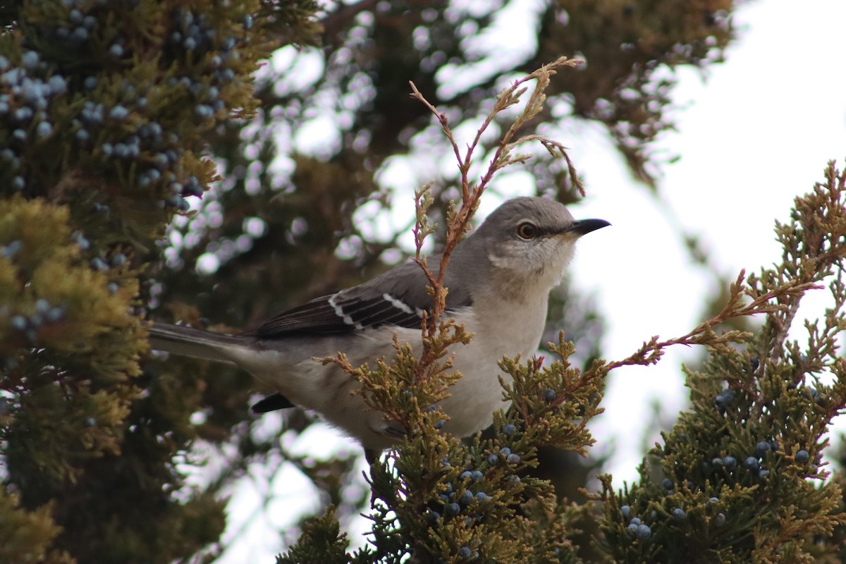 Kuzeyli Taklitçi - ML649070093