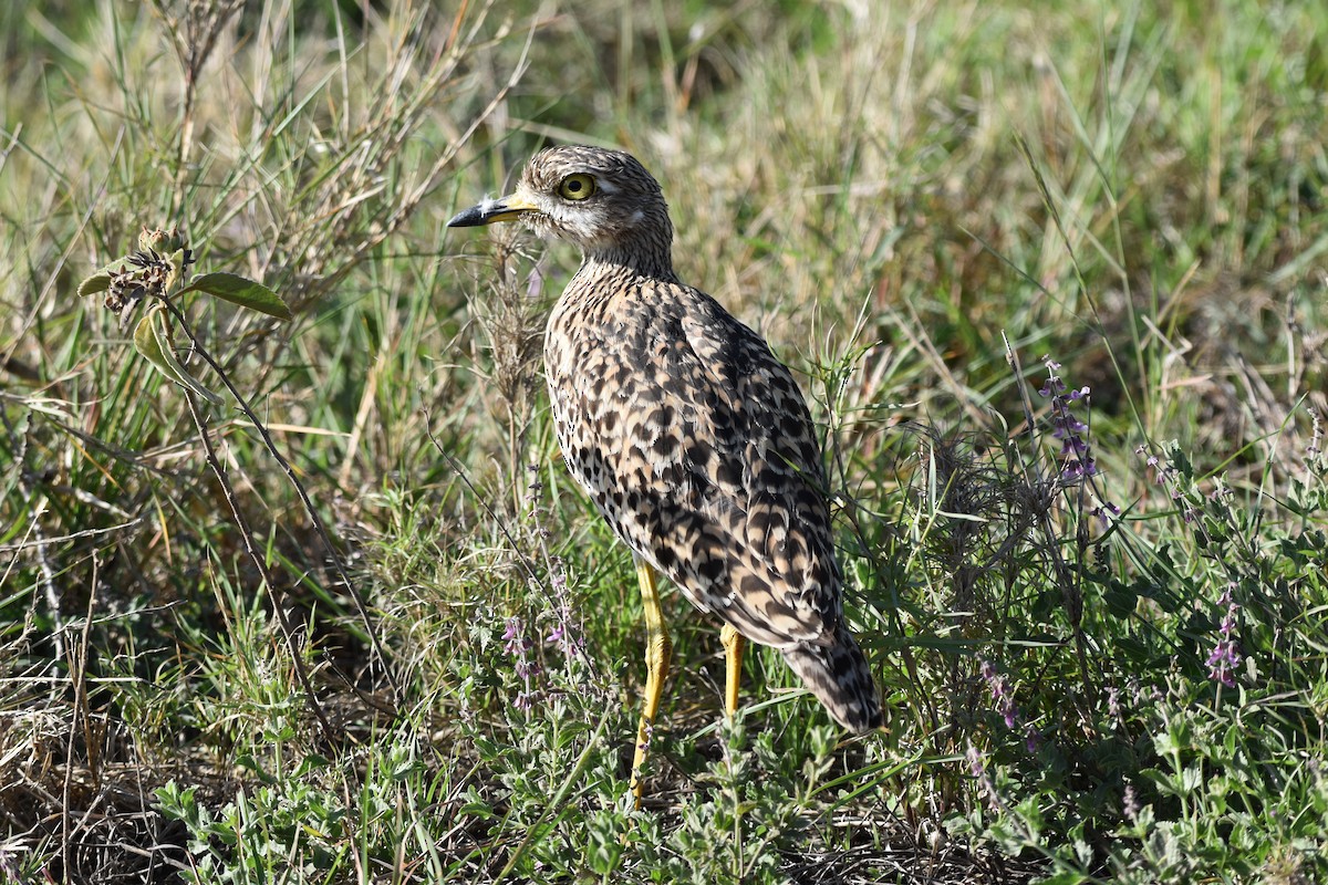 Benekli Kocagöz - ML649070094