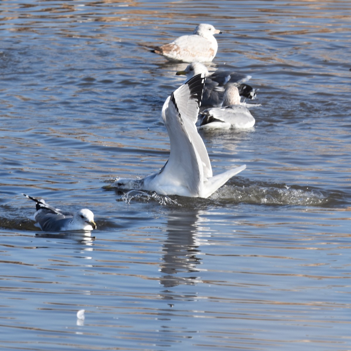 Kaliforniya Martısı - ML649070096