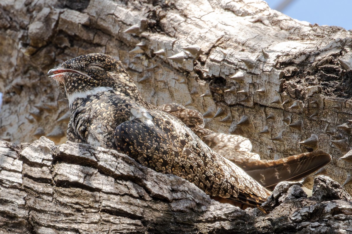 Kısa Kuyruklu Gecedoğanı - ML649070097