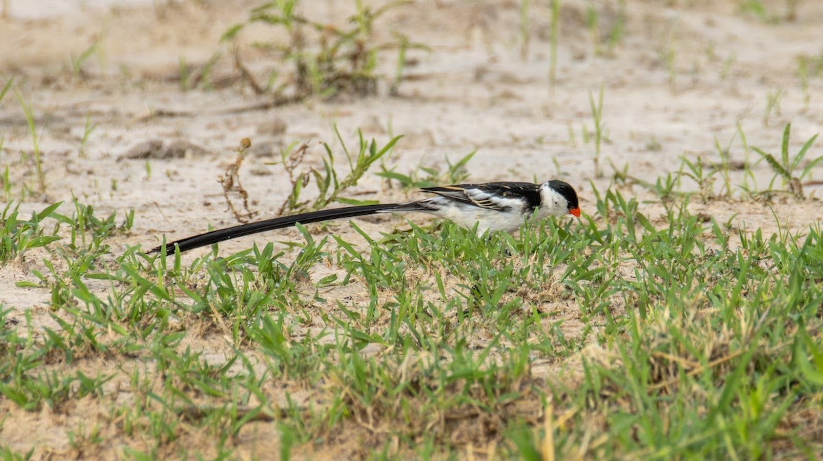 Sivri Kuyruklu Vidya - ML649070098