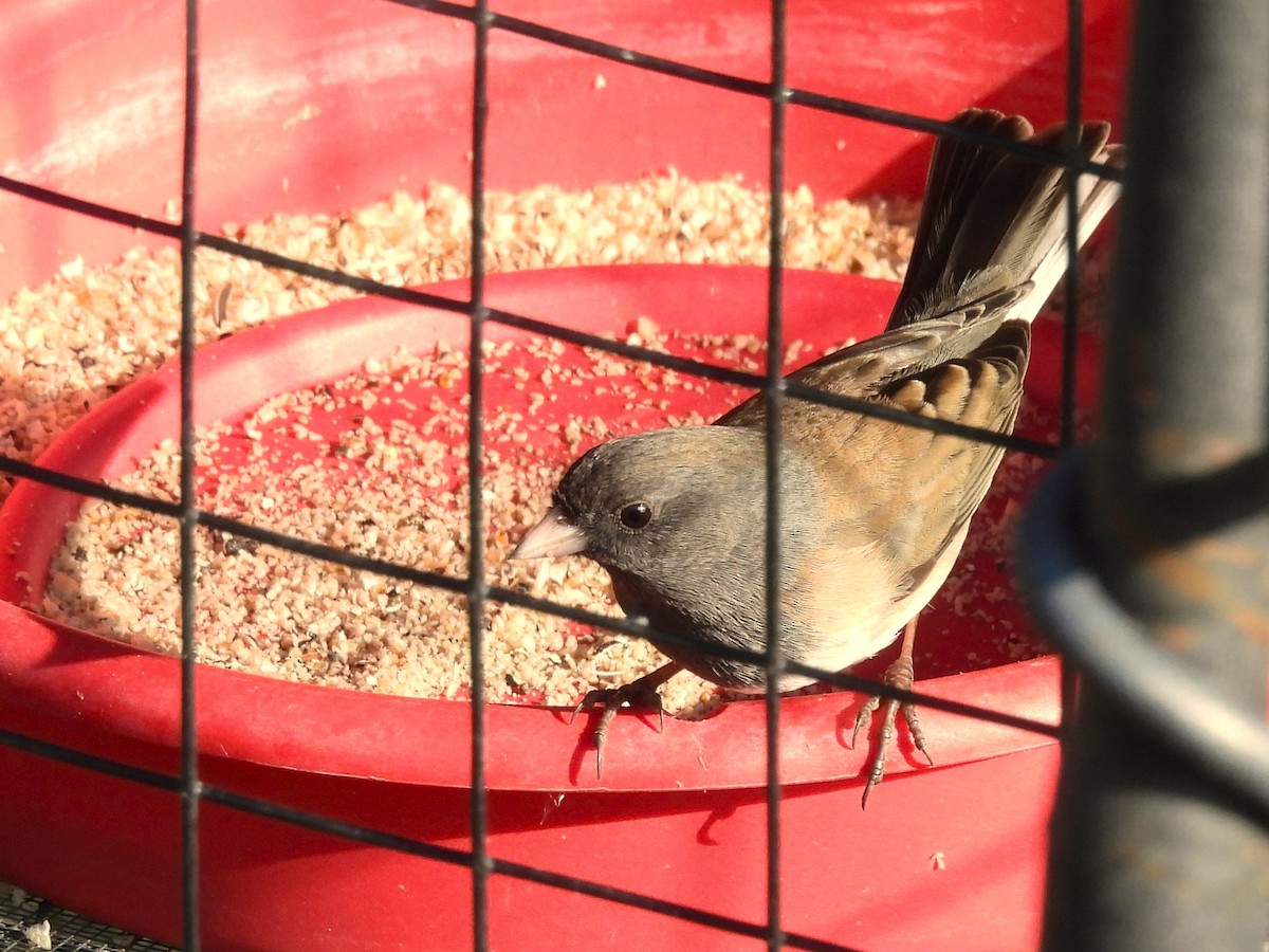 Kara Gözlü Junko - ML649070099