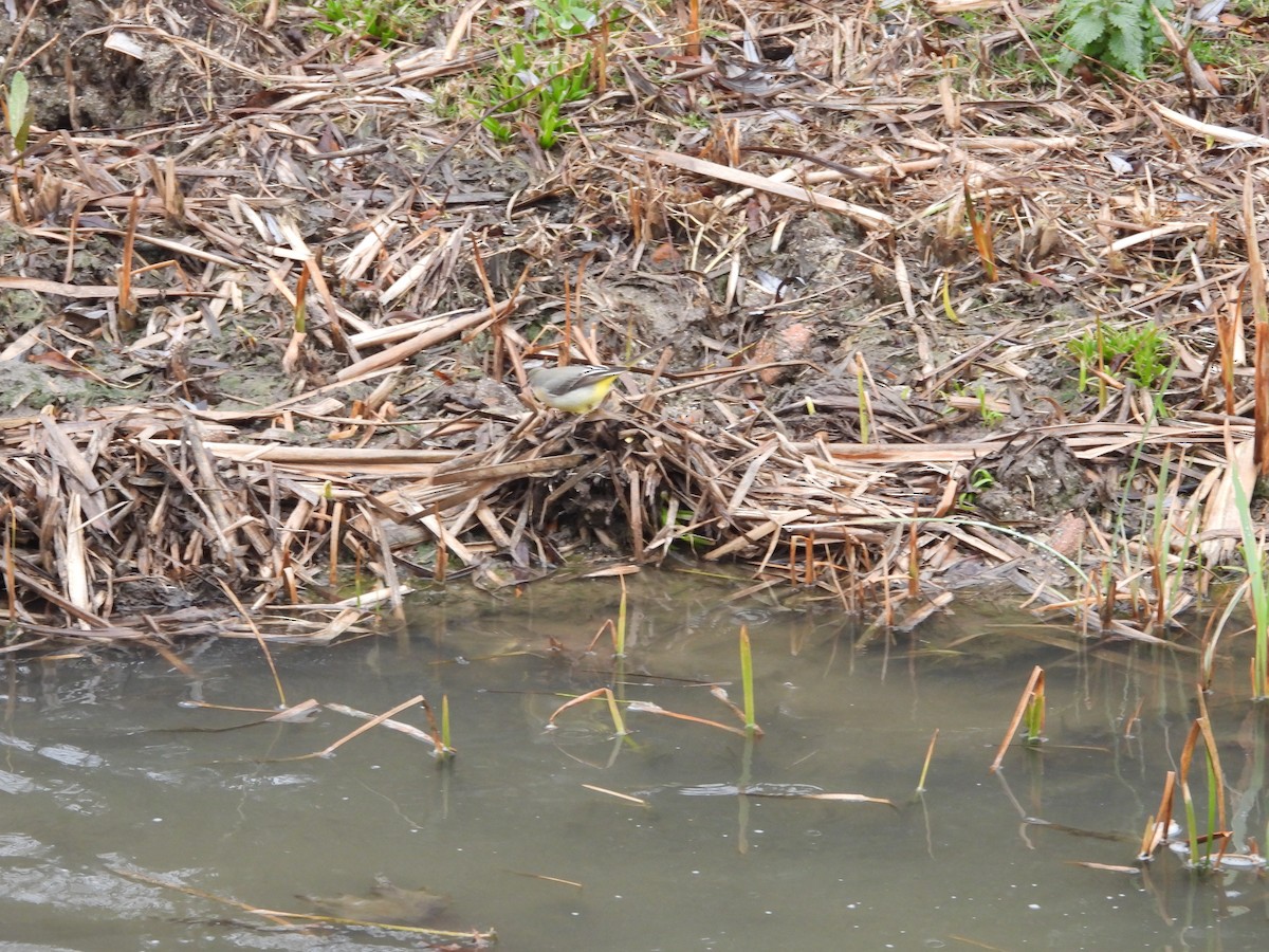 Dağ Kuyruksallayanı - ML649070100