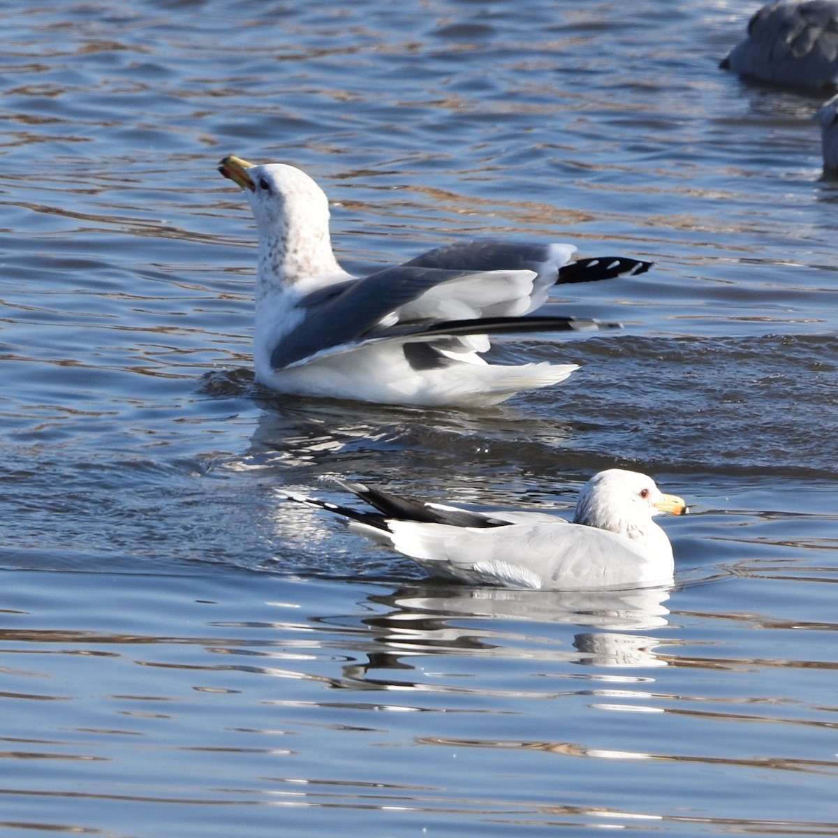 Kaliforniya Martısı - ML649070101