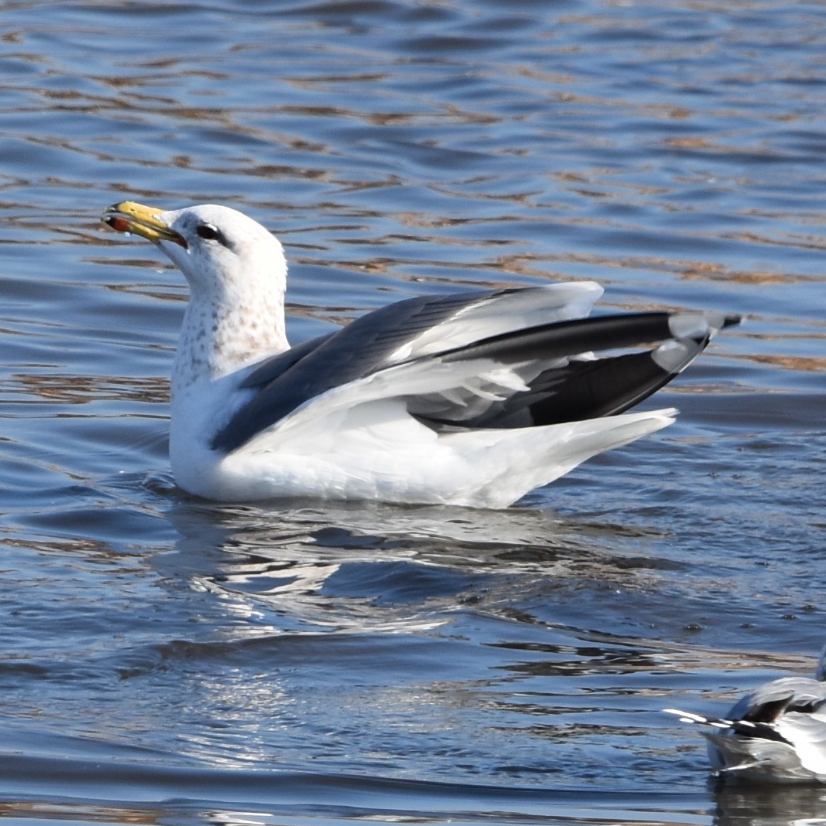 Kaliforniya Martısı - ML649070104