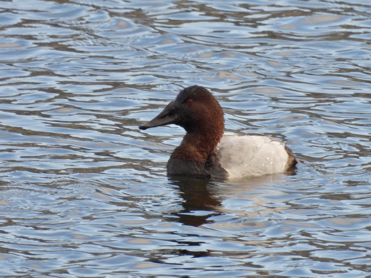 polák dlouhozobý - ML649070105