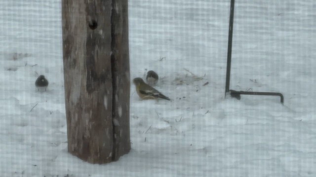 Evening Grosbeak - ML649070177