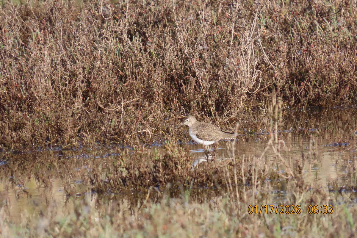 Solitary Sandpiper - ML649070217