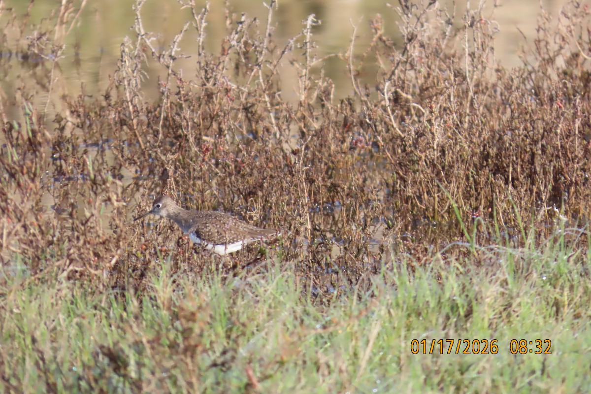Solitary Sandpiper - ML649070218