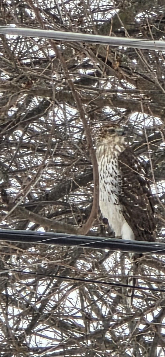 Cooper Atmacası - ML649070349