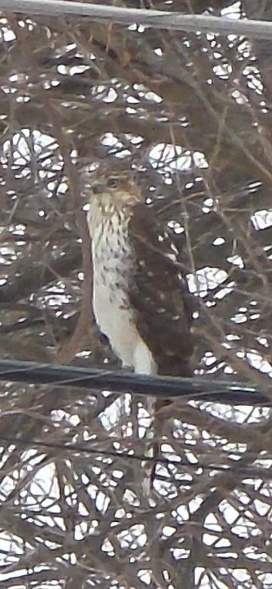 Cooper Atmacası - ML649070370