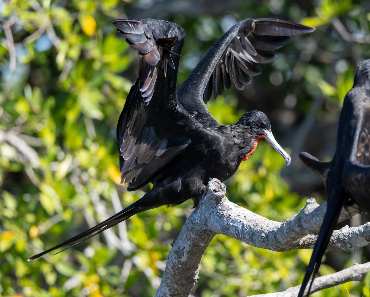 Prachtfregattvogel - ML649070487