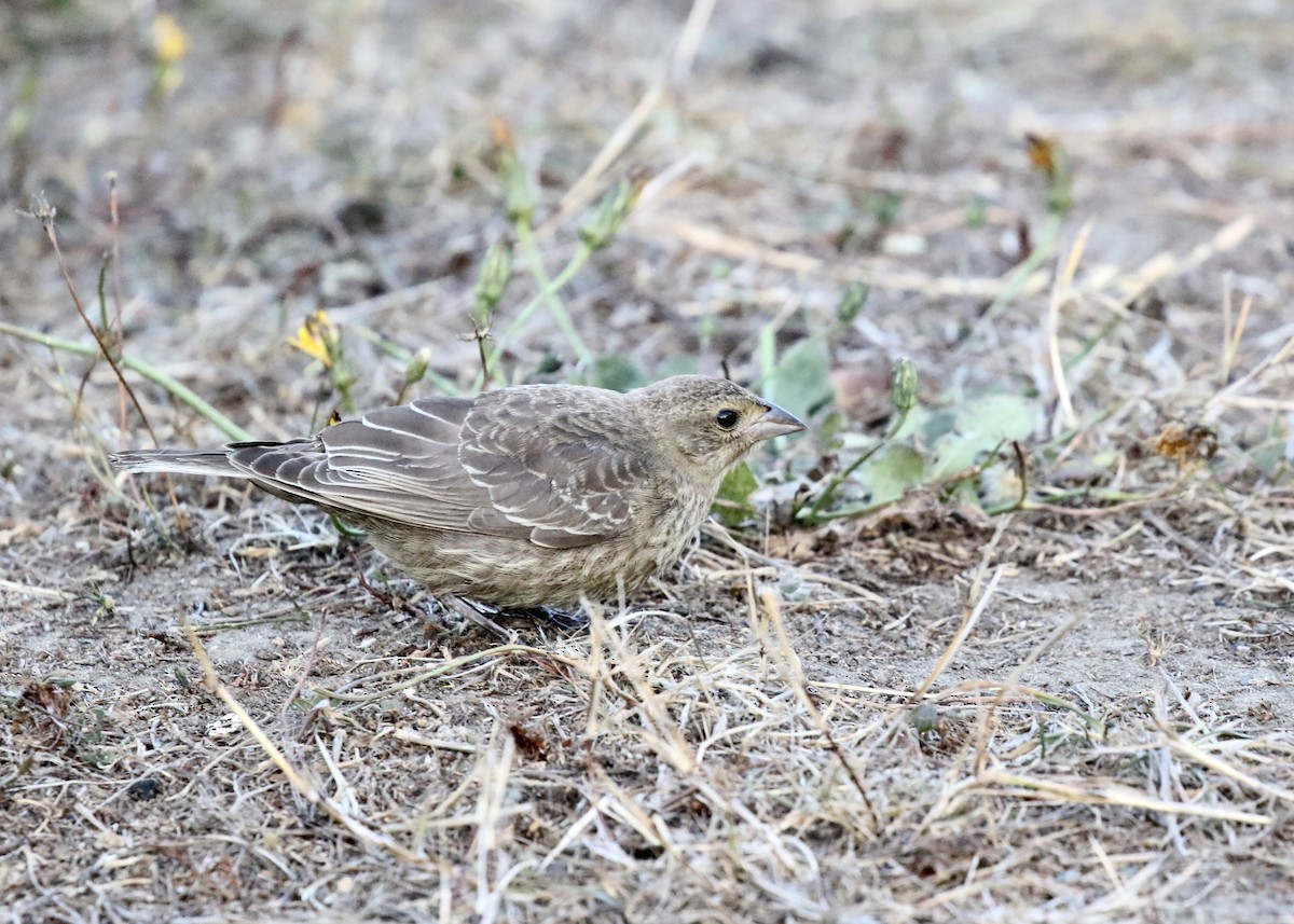 Brown-headed Cowbird - ML649070498