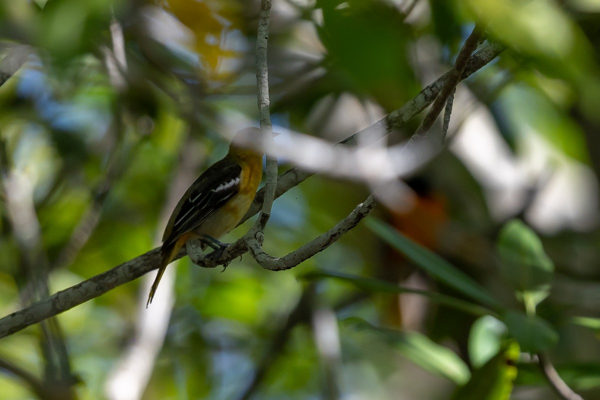 Baltimoretrupial - ML649070637