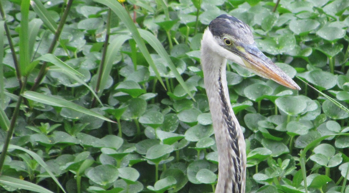 Cocoi Heron - ML649070731