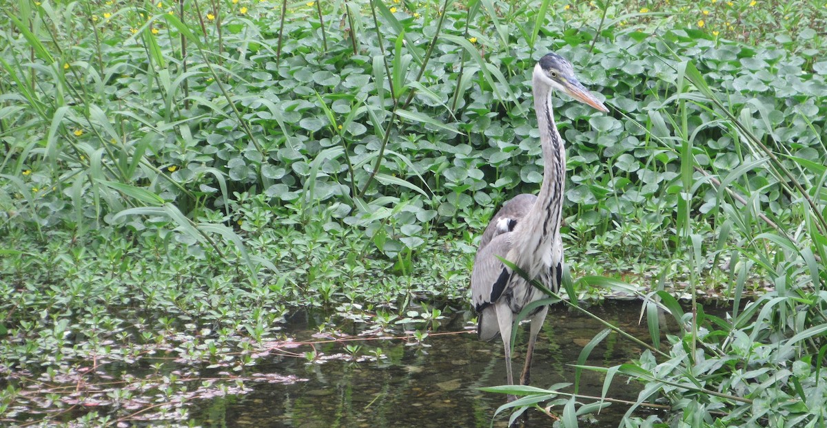 Cocoi Heron - ML649070732