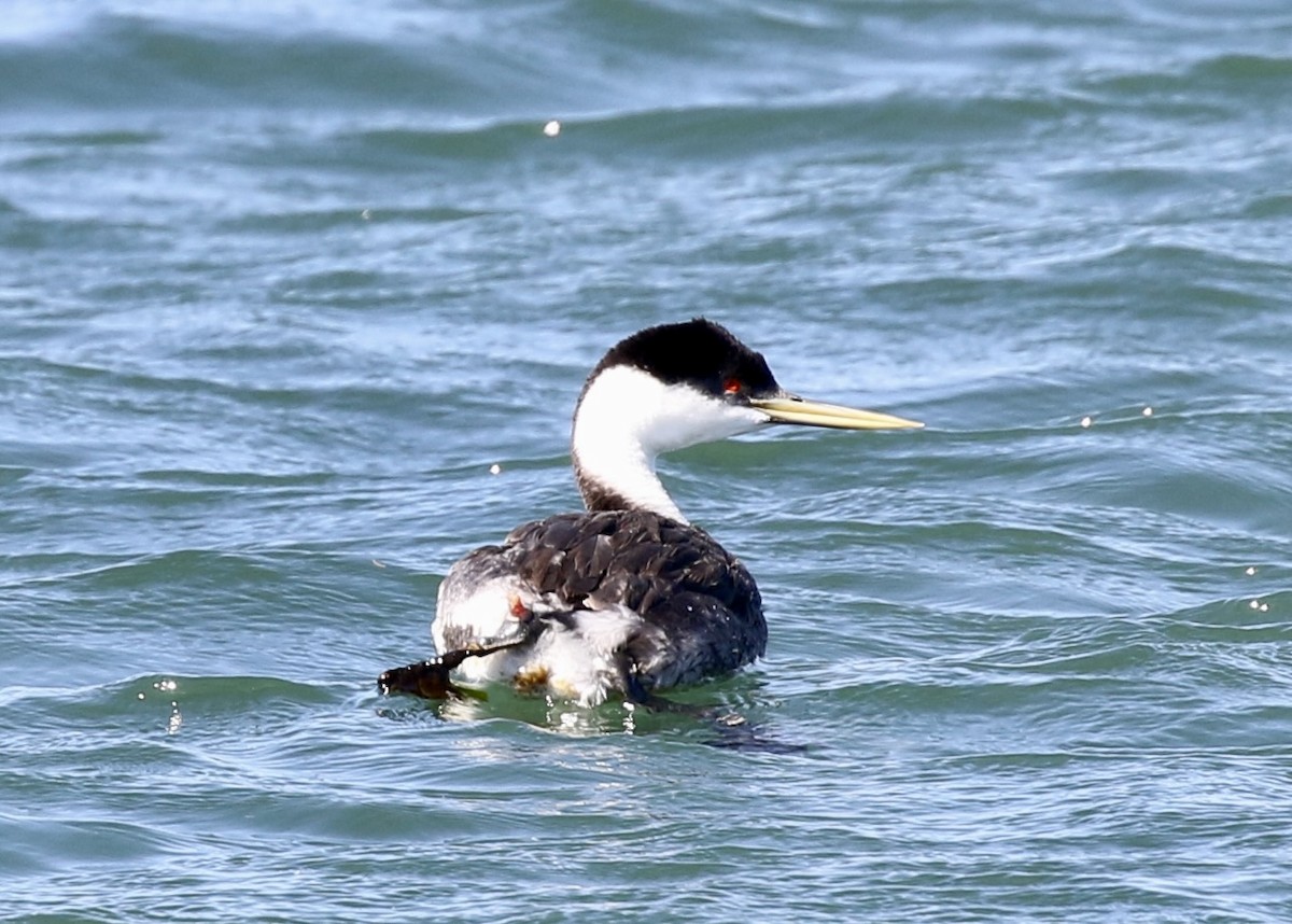 Western Grebe - ML649070798