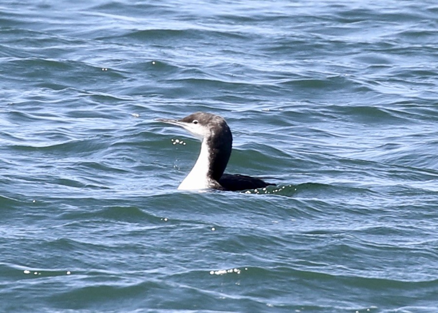 Pacific Loon - ML649070817