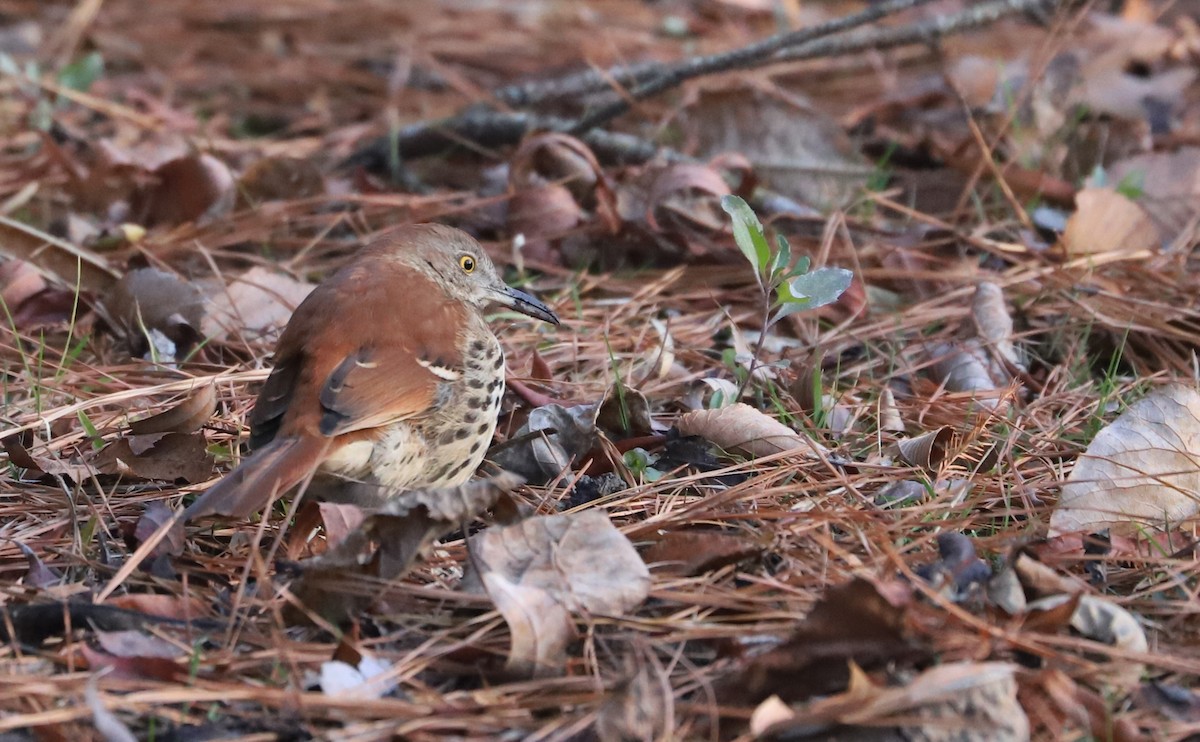 Rotspottdrossel - ML649070852