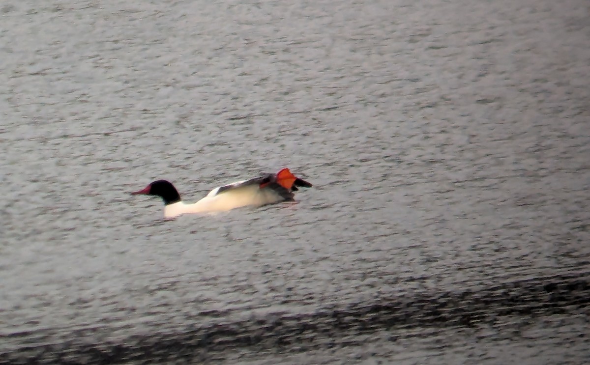 Gänsesäger - ML649070853