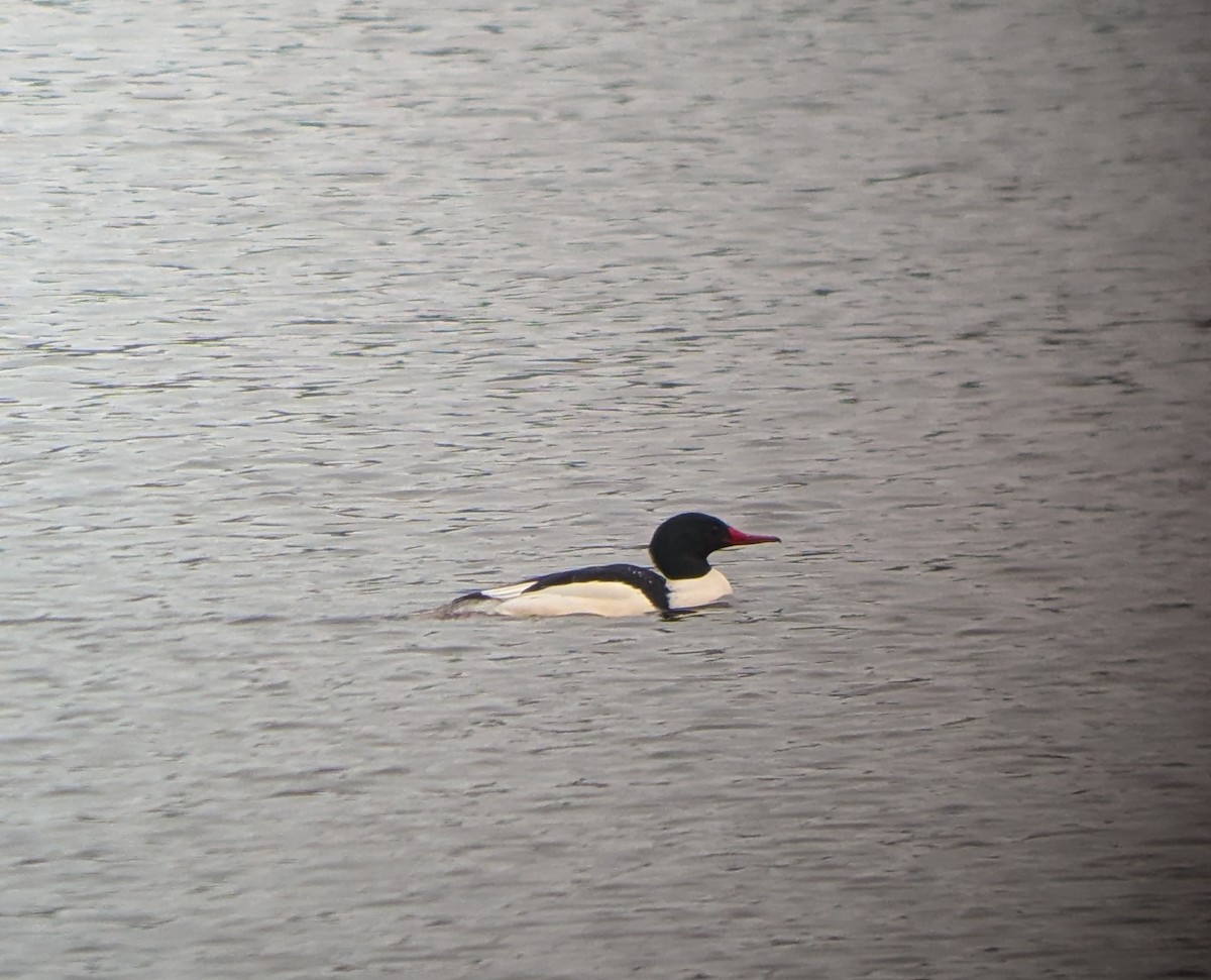 Gänsesäger - ML649070854