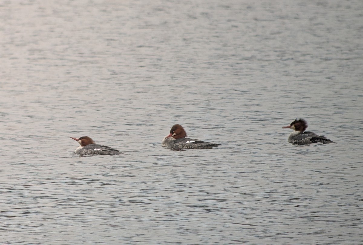 Gänsesäger - ML649070855
