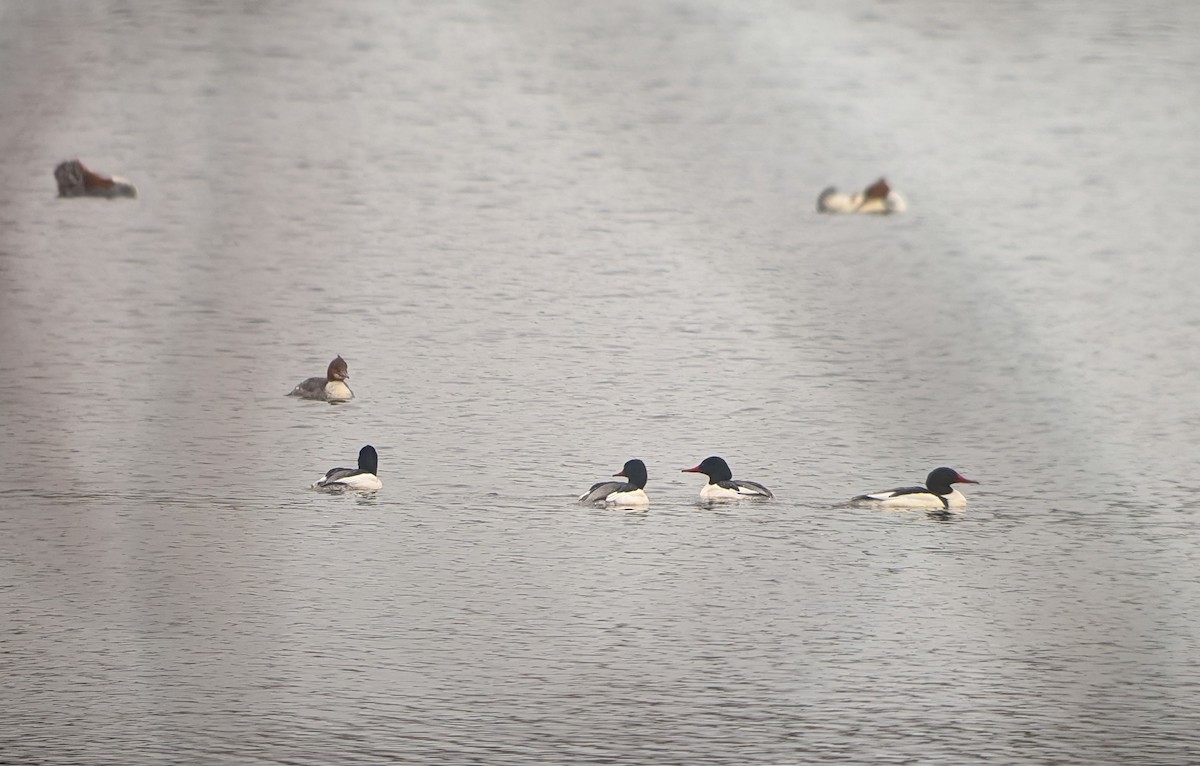 Gänsesäger - ML649070856