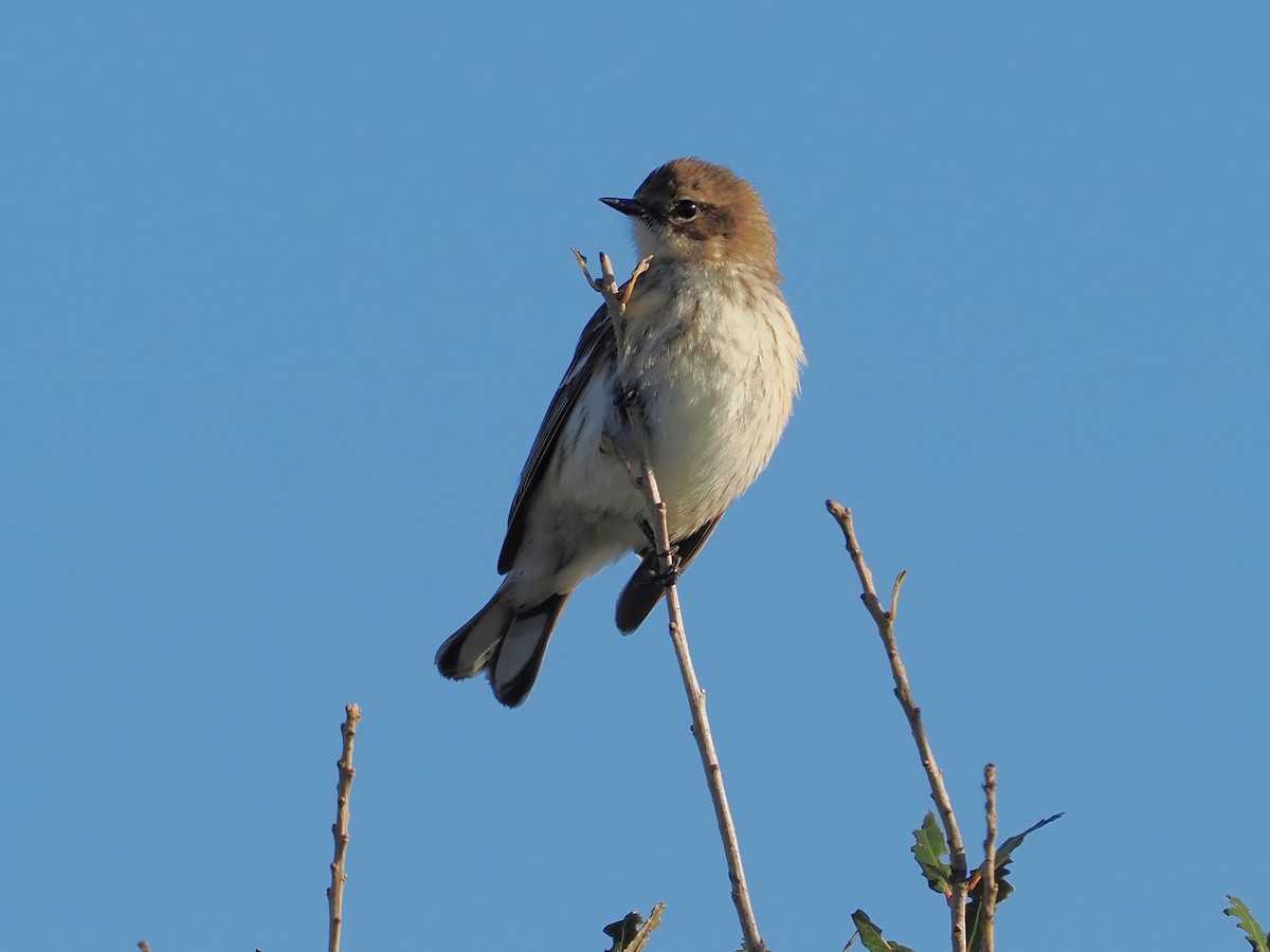 Kronenwaldsänger - ML649070861