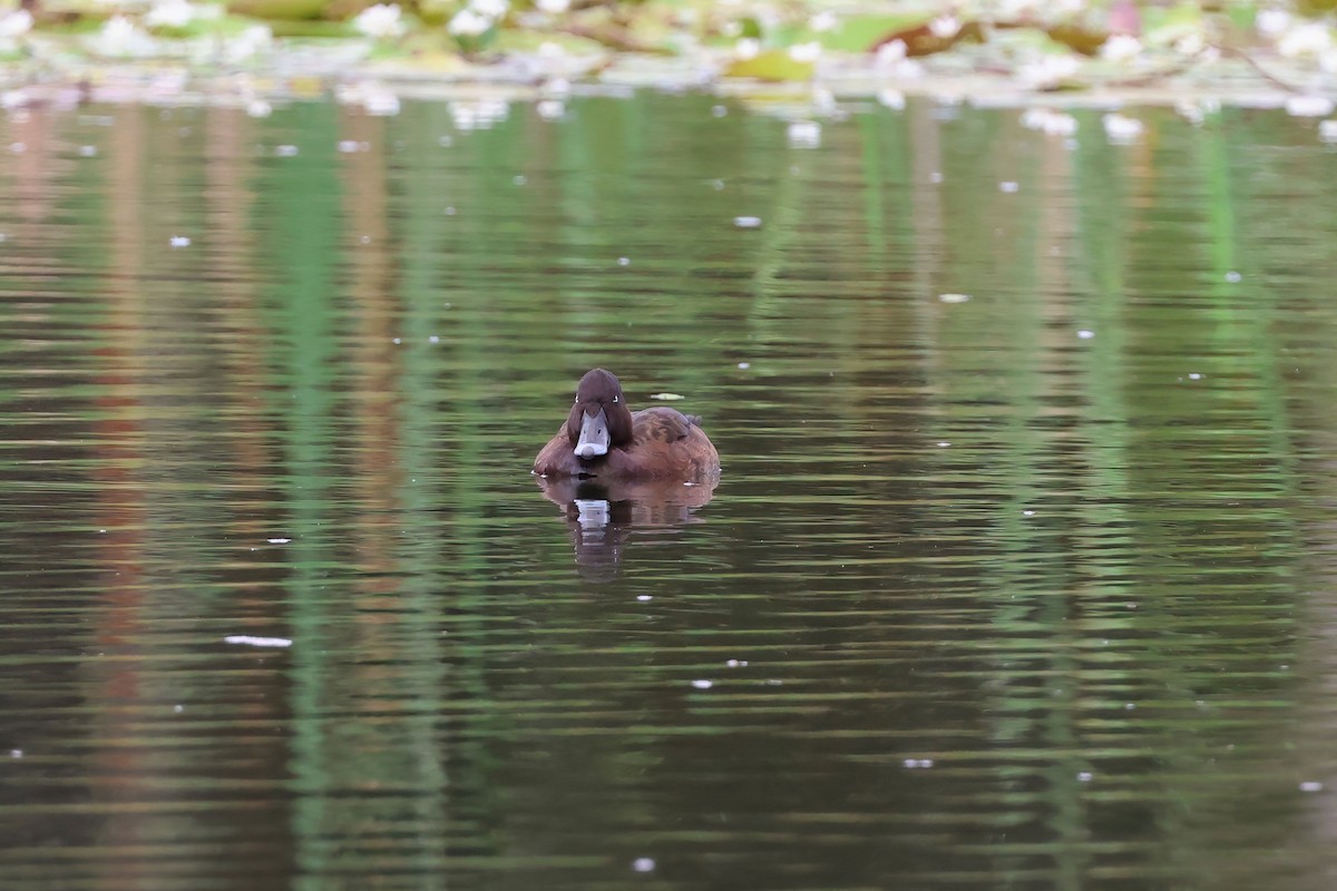 Tasmanmoorente - ML649070864