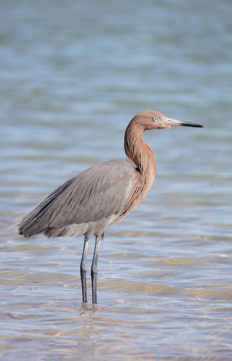 Rötelreiher - ML649070865