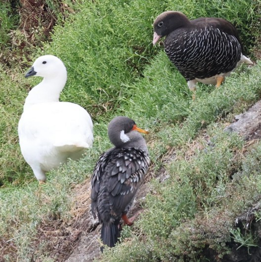 Kelpgans - ML649070867