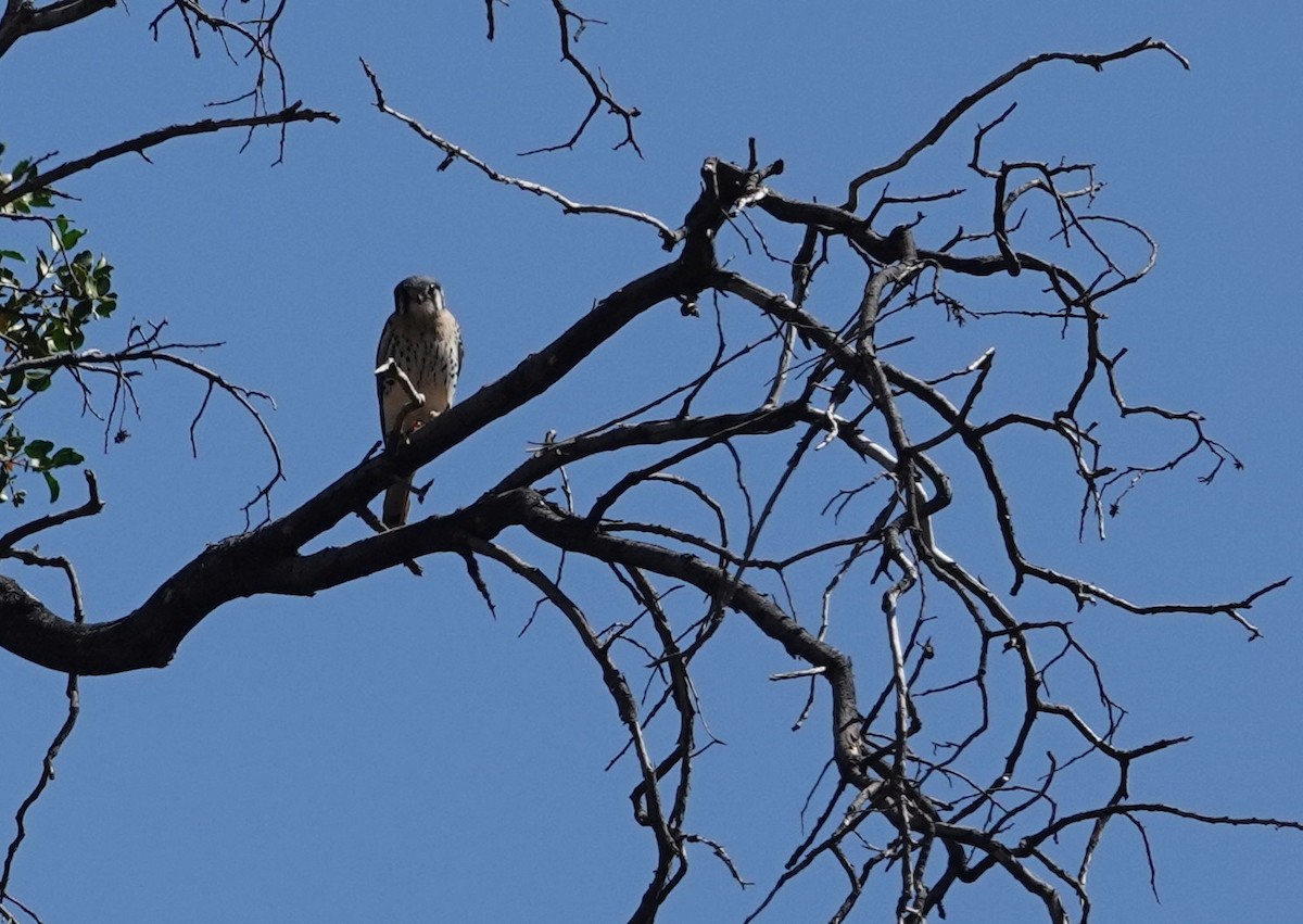 Buntfalke - ML649070868